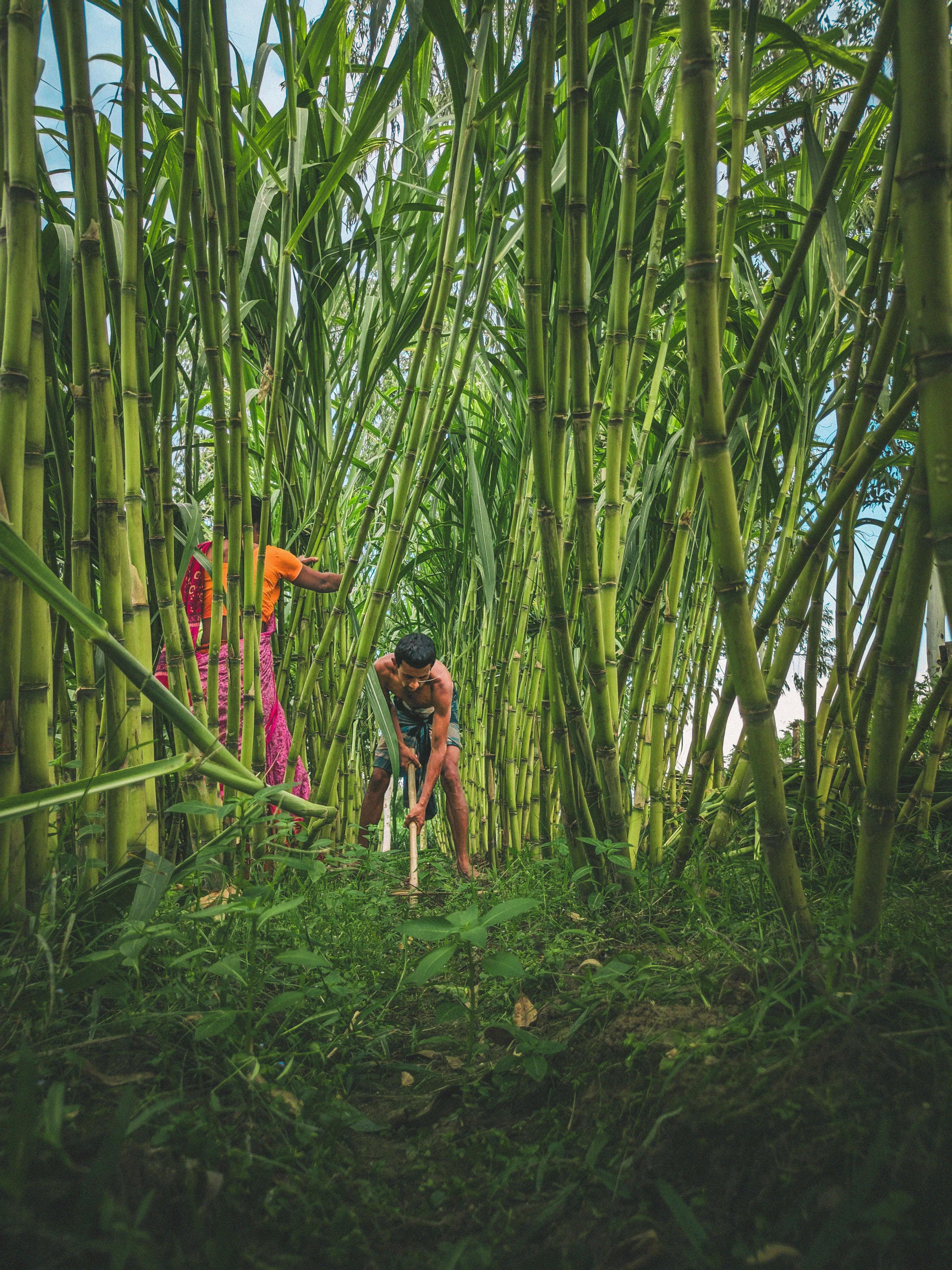 Sugarcane Plantation
